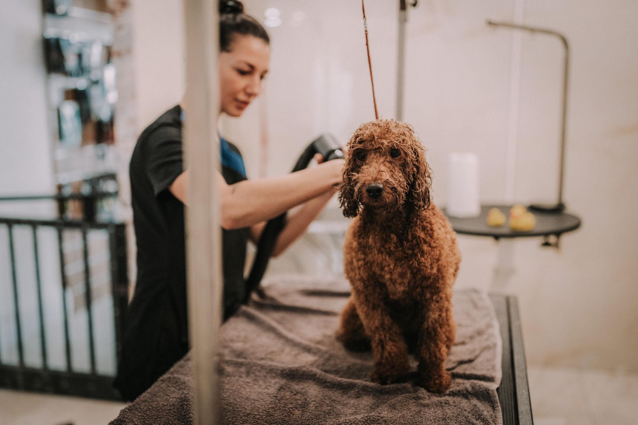 Groomer working with small dog